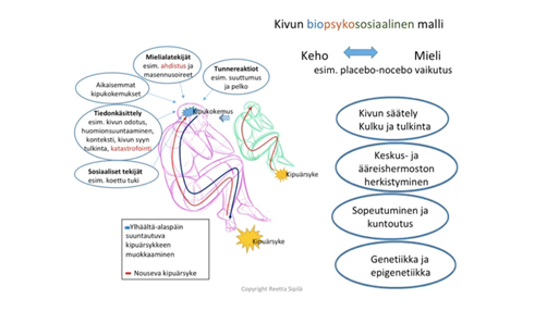 Kuvassa ilmennetään kipukokemuksen syntymistä ääriviivoilla kuvitetun ihmisen avulla. Kuvassa sikiöasennossa olevan ihmisen jalassa kuvataan kipuärsyke, josta lähtevä nosiseptio kulkee jalasta ylös aivoihin ja sieltä takaisin jalkaan. Aivojen ympärillä on listattuna asioita, jotka vaikuttavat kipukokemuksen syntyyn aivoissa: Tunnereaktiot, esim. suuttumus ja pelko. Mieliajatekijät, esim. ahdistus ja masennusoireet. Aikaisemmat kipukokemukset. Tiedonkäsittely, esim. kivun odotus, huomion suuntaaminen, konteksti, kivun syyn tulkinta, katastrofiajattelu. Sosiaaliset tekijät, esim. koettu tuki.